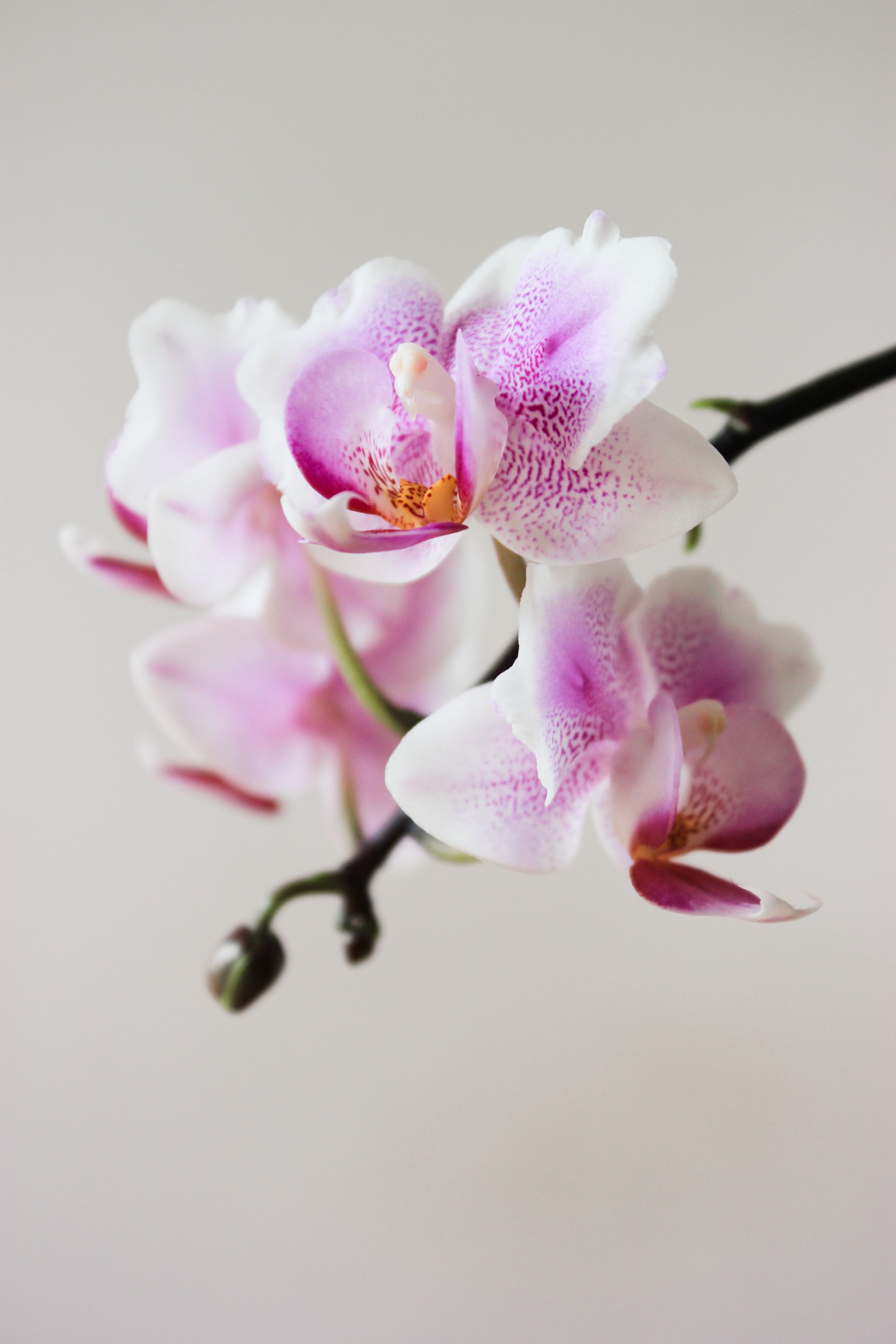 Orchid